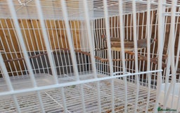 Finches birds for sale: Zebra finches for sale - Image 7