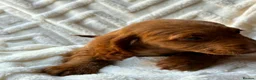 Cocker Spaniel dogs for sale: 9 Gorgeous Cocker Spaniel Puppies For Sale! - Advert 14