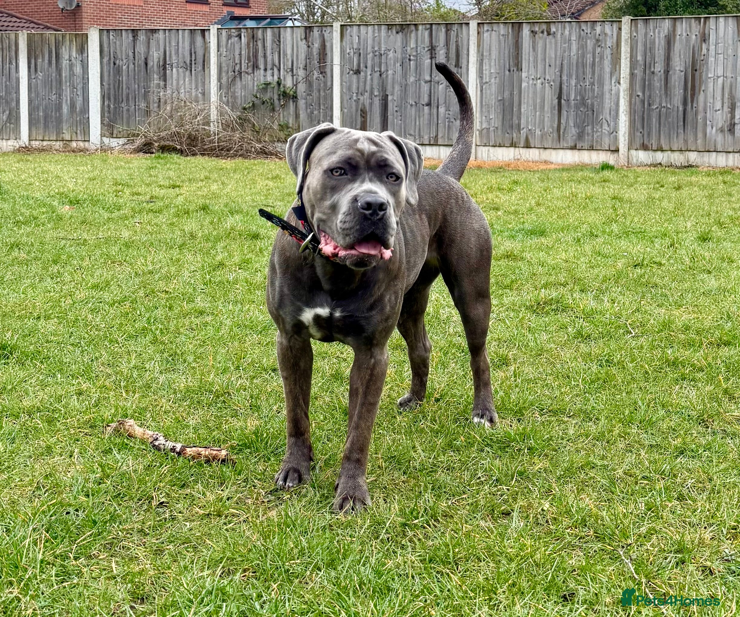 Cane Corso dogs Delliah looking for forever home - Advert 7