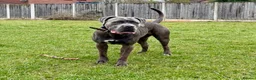 Cane Corso dogs for sale: Delliah looking for forever home - Advert 1