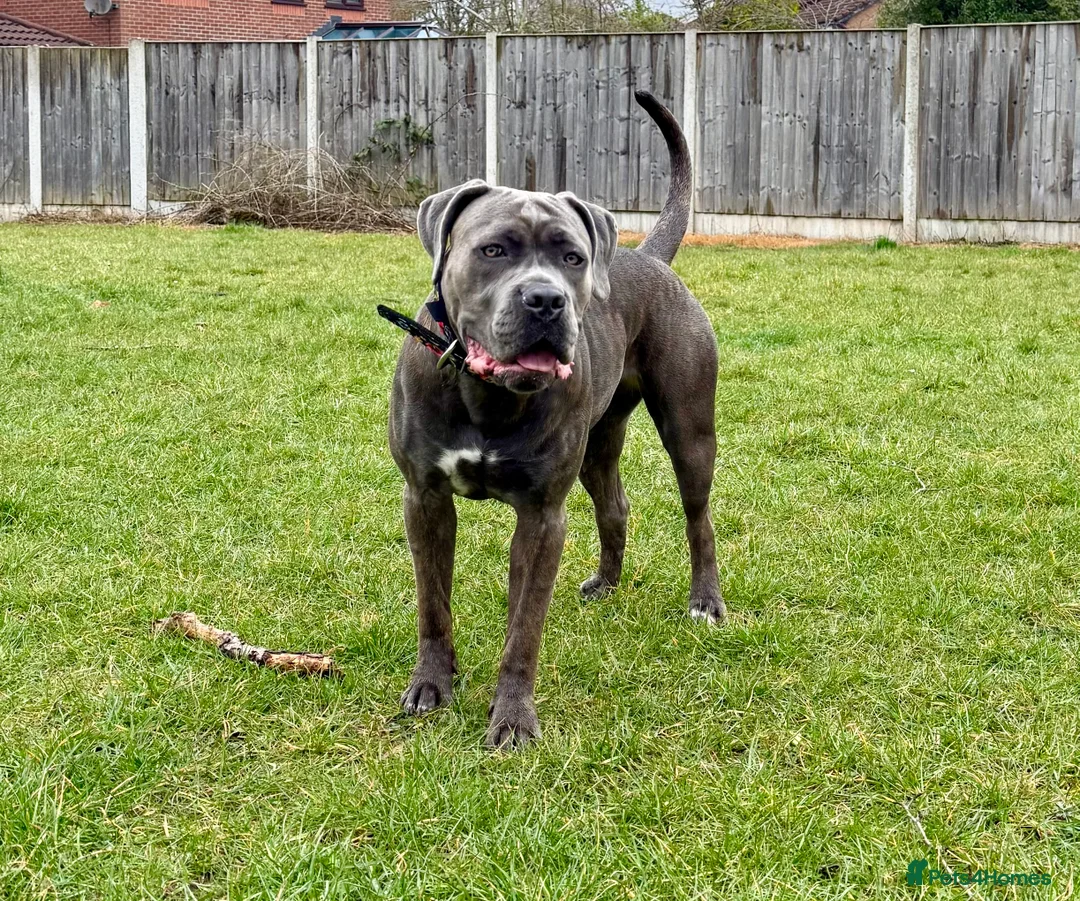 Cane Corso dogs for sale: Delliah looking for forever home - Advert 1