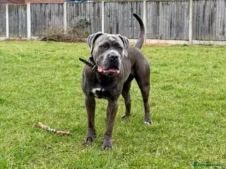 Cane Corso dogs Delliah looking for forever home - Advert 7
