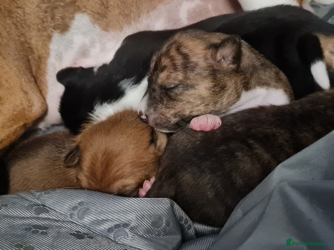 Basenji dogs for sale: ✨ Purebred Basenji Puppies all reserved now!✨ - Advert 4