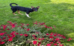 Mixed Breed dogs for adoption: 💖🐶 LINDA 🐶💖 - Image 9