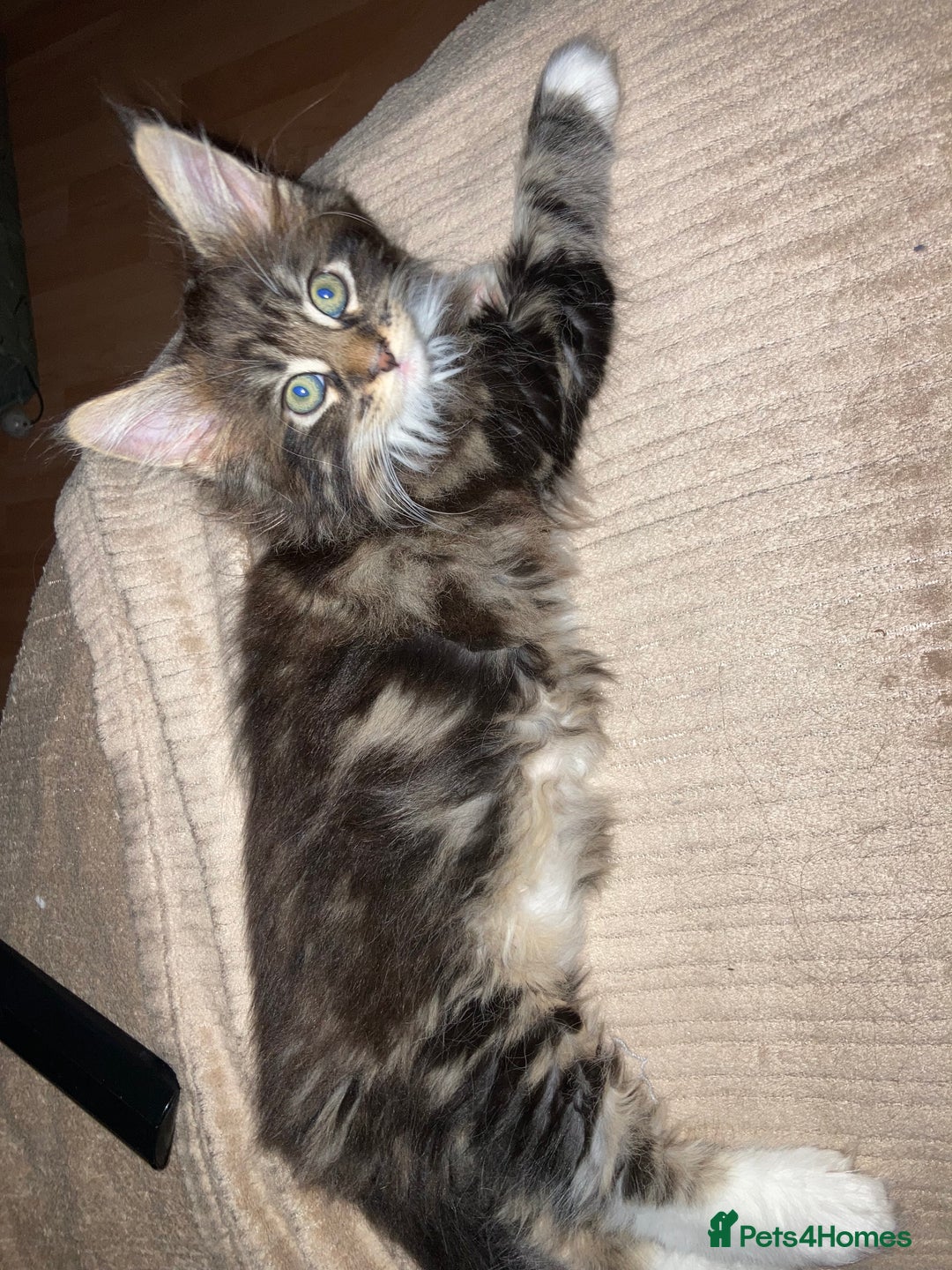 Maine Coon cats for sale: Maine Coon kittens - Advert 5