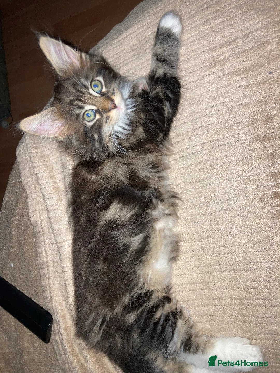 Maine Coon cats for sale: Maine Coon kittens - Advert 5