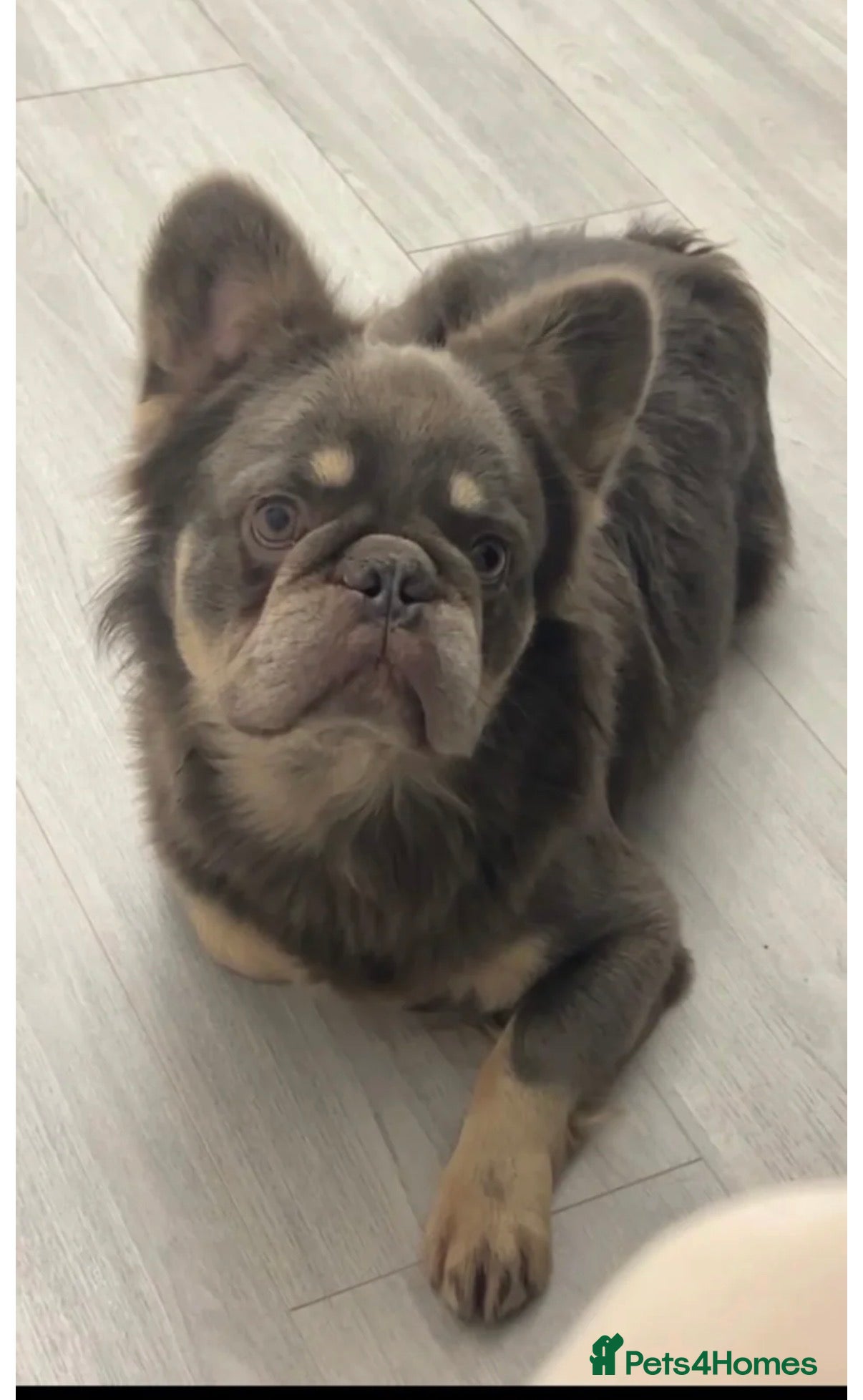 French Bulldog dogs Gorgeous Fluffy frenchie boy - Advert 4