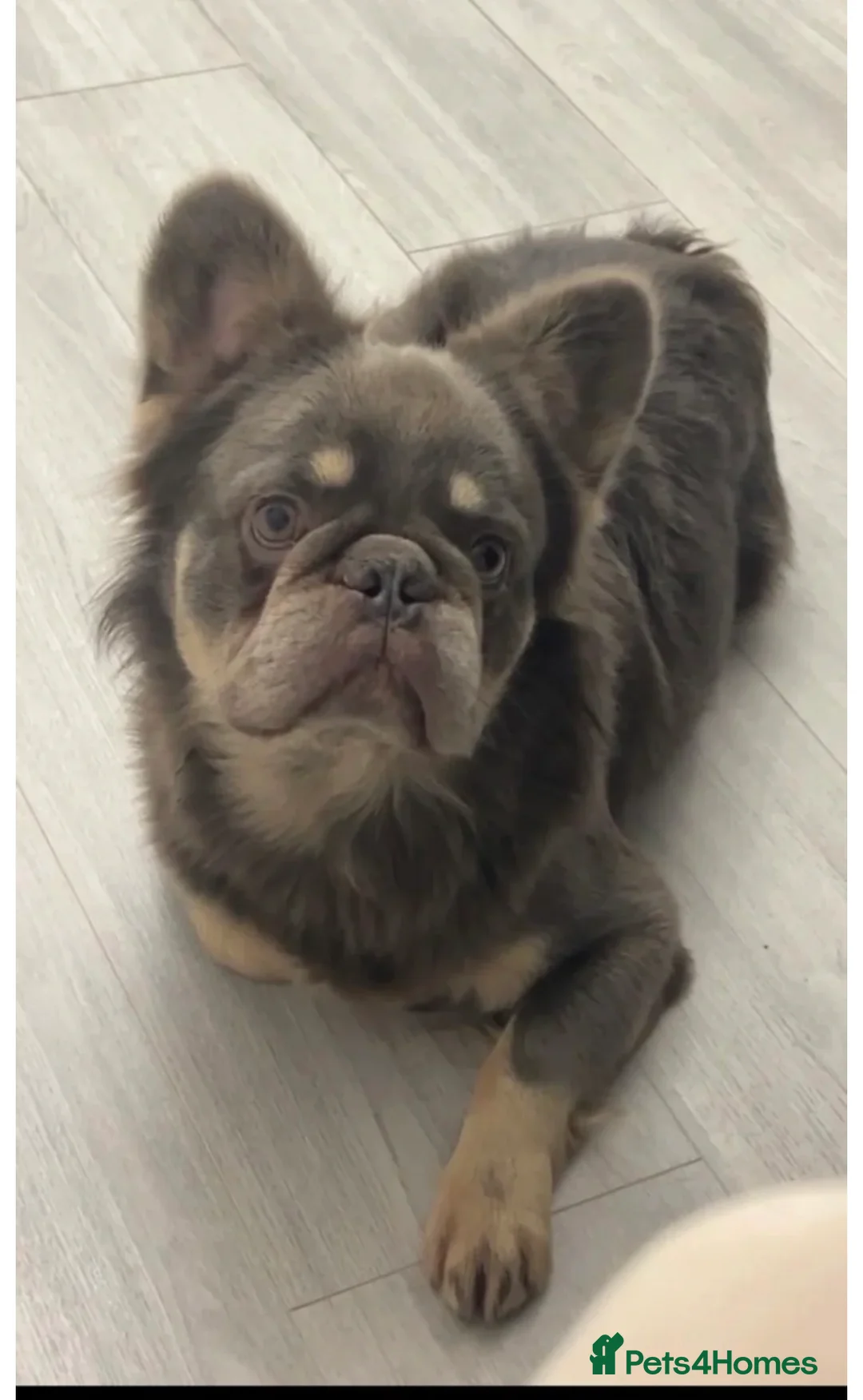 French Bulldog dogs for sale: Gorgeous Fluffy frenchie boy - Advert 2