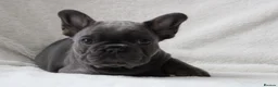 French Bulldog dogs for sale: 💜BLUEBELLE  THE LAST LITTLE BLUE GIRL 💜 - Advert 19