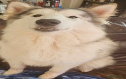 Alaskan Malamute dogs for sale: 1 year old Alaskan Malamute girl to good home. - Image 1