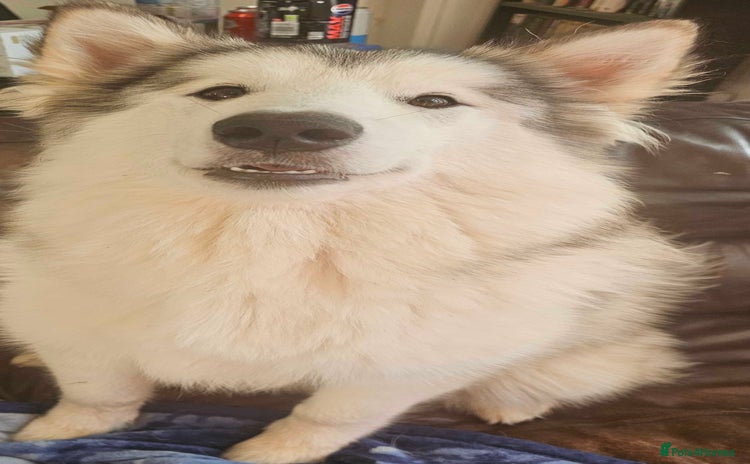 Alaskan Malamute dogs - Advert 1