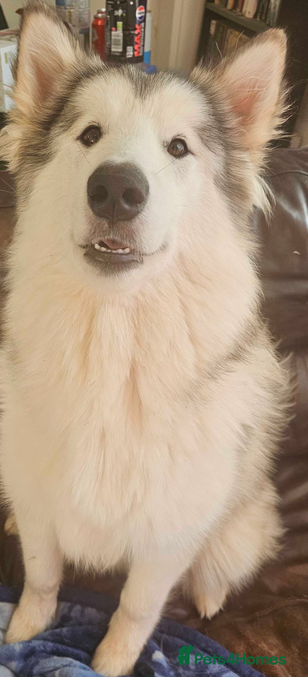 Alaskan Malamute dogs for sale: 1 year old Alaskan Malamute girl to good home. - Image 1