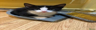 Domestic Shorthair 1