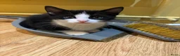 Domestic Shorthair cats for sale: Tuxedo kittens - Advert 3