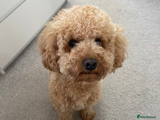 Cavapoo dogs Cavapoo for rehoming - Advert 6