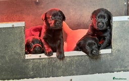 Labrador Retriever dogs for sale: Fully health tested show bred puppies  - Image 2