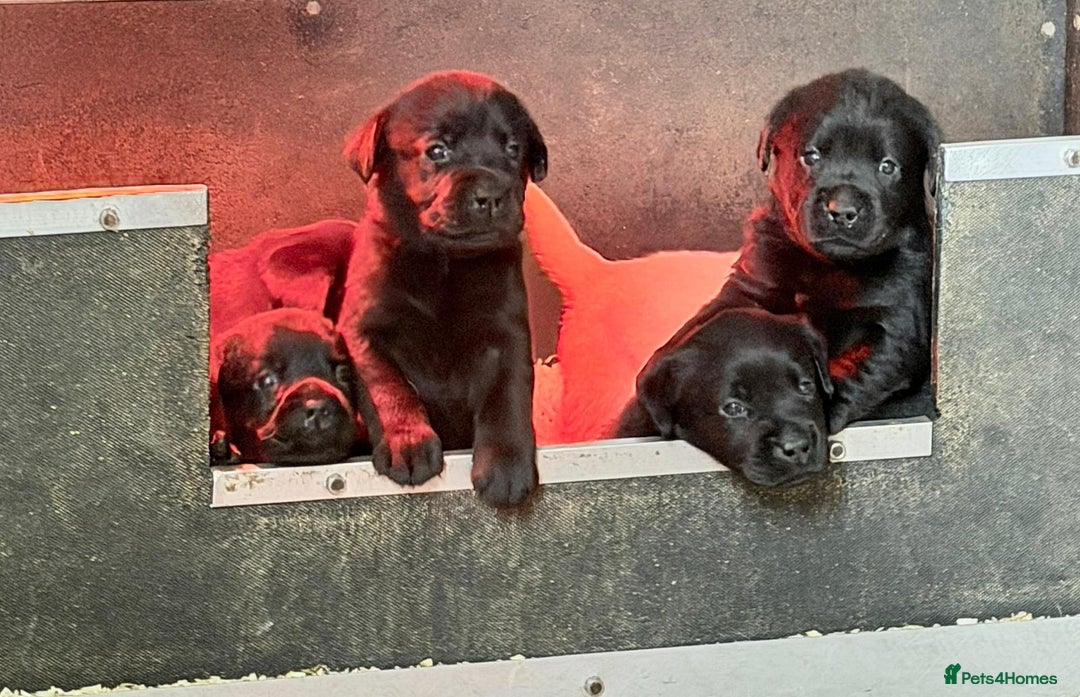 Labrador Retriever dogs for sale: Fully health tested show bred puppies  - Image 2