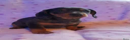 Dachshund dogs for sale: Beautiful dapple dachshunds  - Advert 6