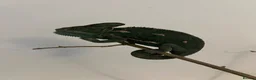 Chameleon reptiles for sale: Veiled chameleon with setup - Advert 3