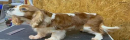 Cavalier King Charles Spaniel dogs for adoption: 🐾 GIGI – Female Cavalier King Charles Spaniel 🐾 in West Malling - Advert 2
