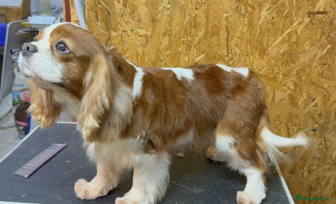 Cavalier King Charles Spaniel dogs for adoption: 🐾 GIGI – Female Cavalier King Charles Spaniel 🐾 in West Malling - Advert 2