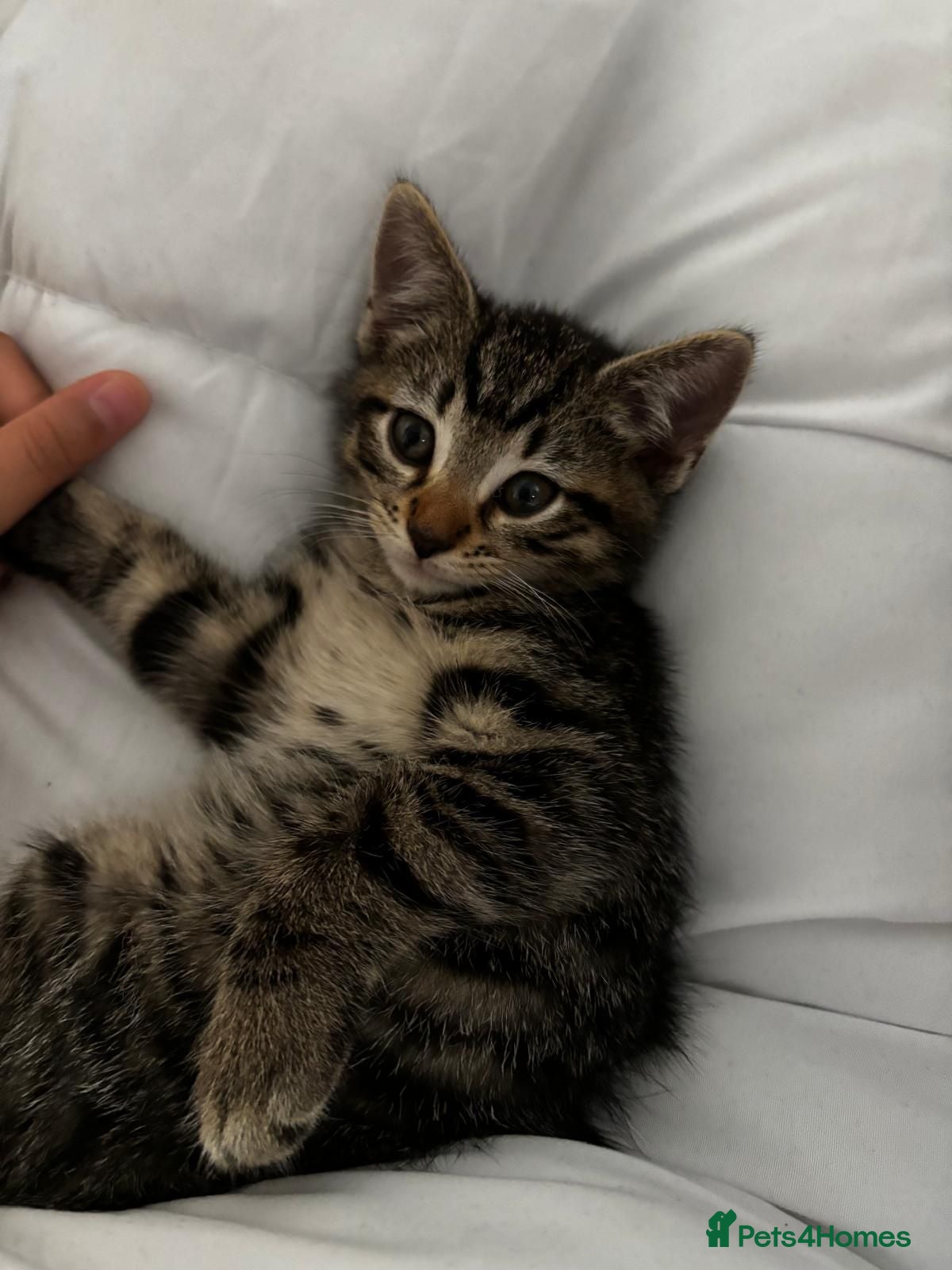 Mixed Breed cats Gorgeous BSH×TABBY BENGAL Kittens - Advert 6