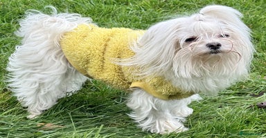 Maltese dogs Crystal: The Little Dog Who Survived - Advert 12