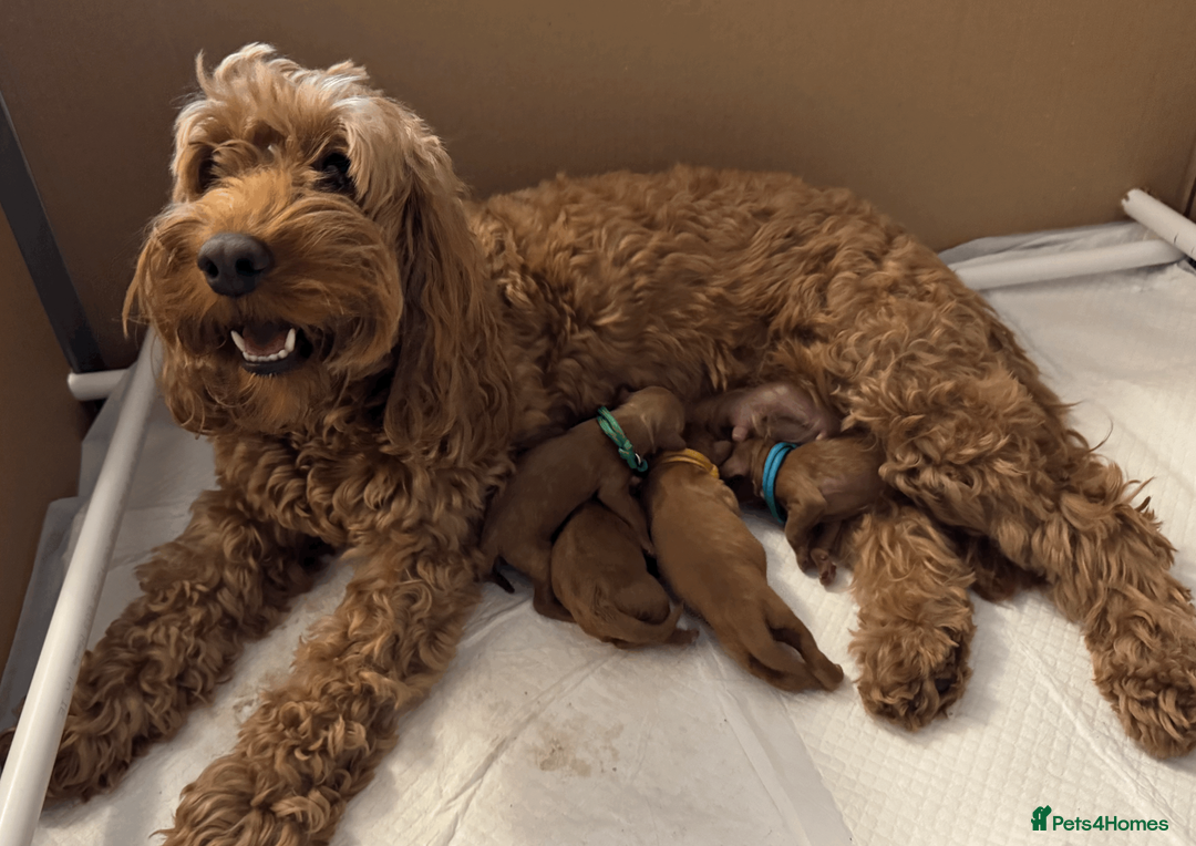 Cockapoo dogs for sale: Beautiful Fox Red Cockapoos - Advert 1