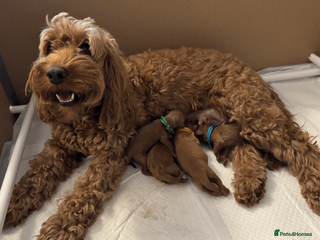 Cockapoo dogs Beautiful Fox Red Cockapoos - Advert 2