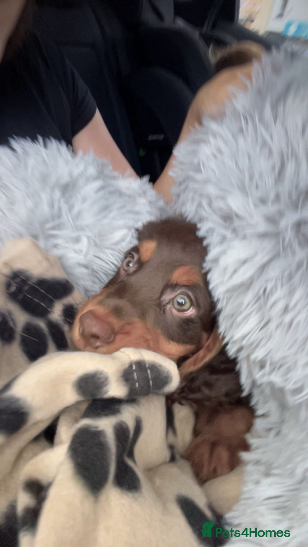 Mixed Breed dogs for sale: Cockerpoo - Image 2
