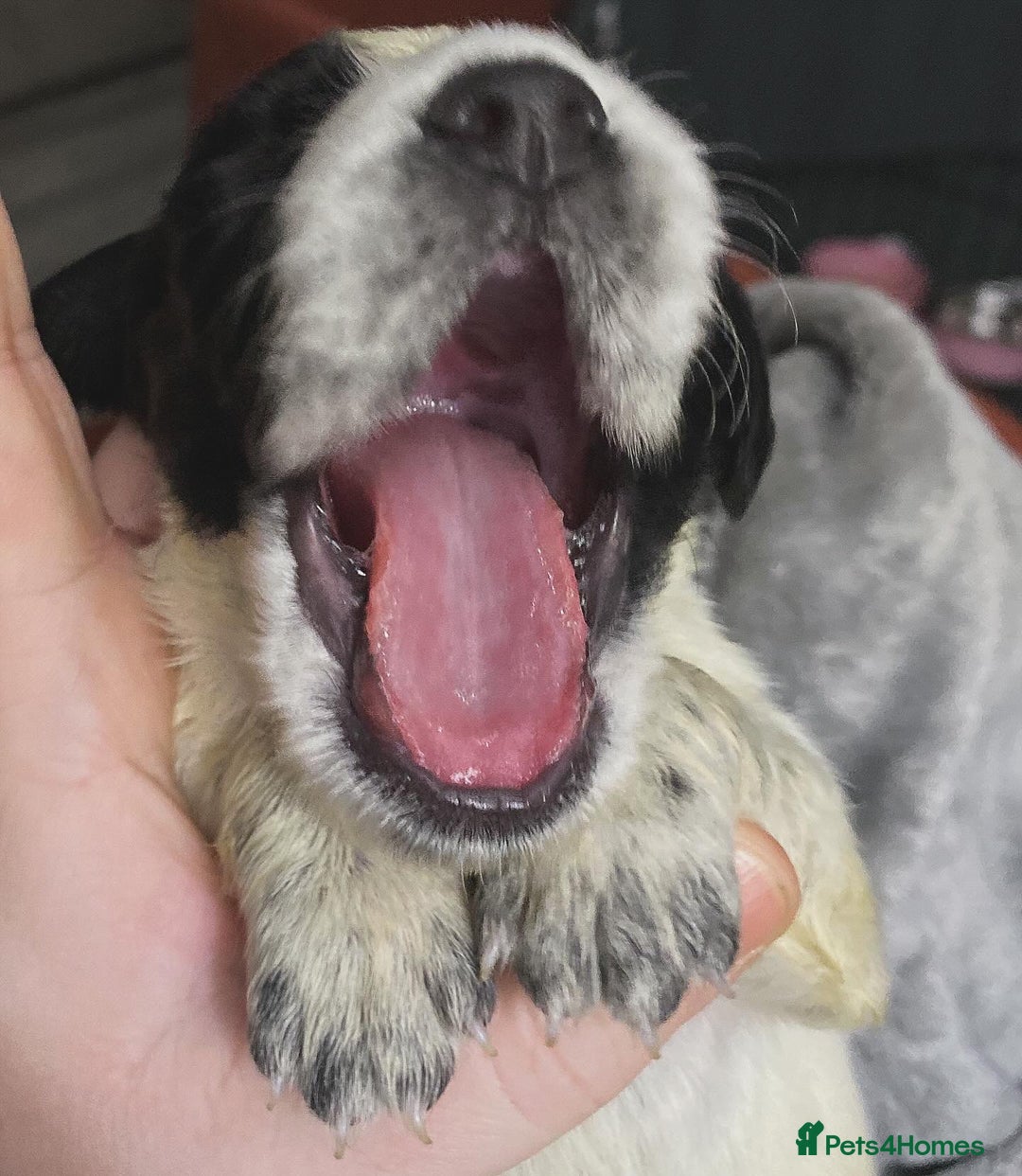 Sprocker dogs for sale: Beautiful Sprocker Puppies Ready 30th December - Advert 17