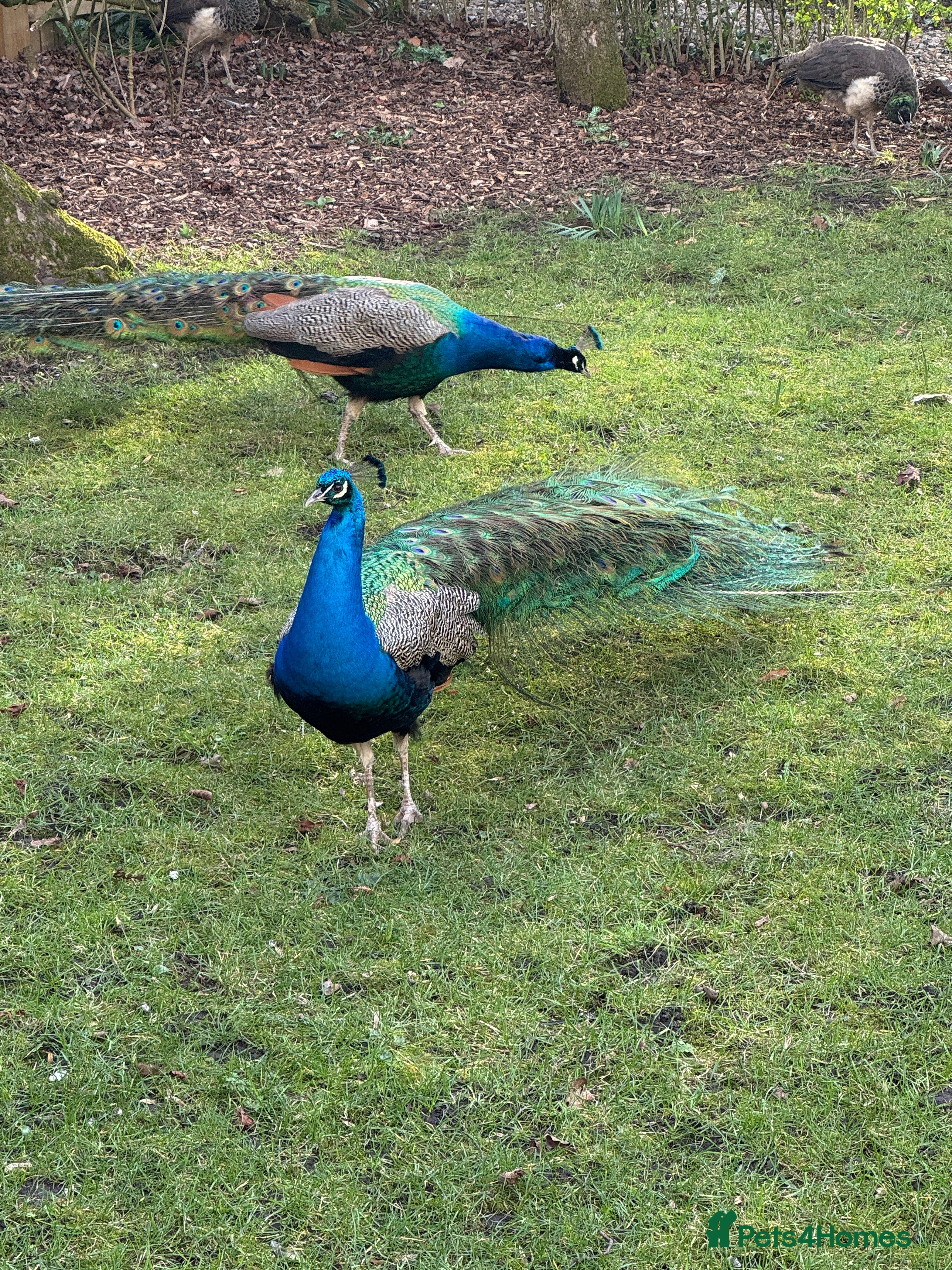 Peafowl poultry Indian Blue Peafowl for sale (mixed sex and ages) in Houghton le Spring - Advert 1
