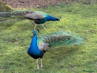 Peafowl poultry Indian Blue Peafowl for sale (mixed sex and ages) in Houghton le Spring - Advert 1