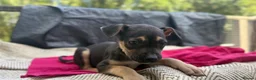 Mixed Breed dogs for sale: German Shepherd mix puppies  in Swansea - Advert 27