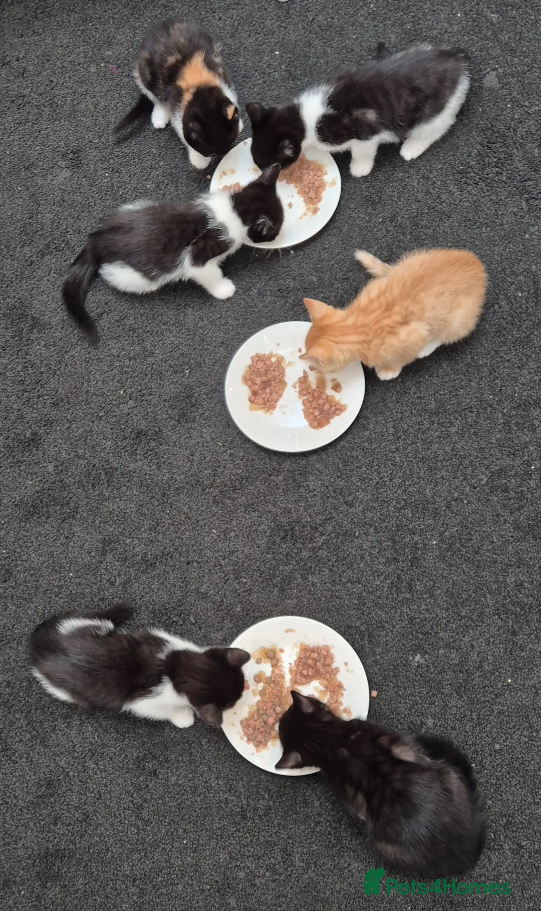 Mixed Breed cats for sale: Kittens for new homes - Advert 2