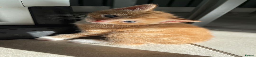 Mixed Breed Kitten 1