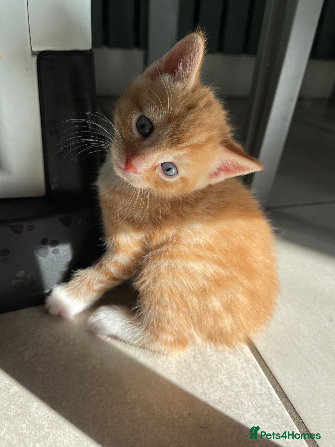Mixed Breed cats for sale: ADOPT NOW! SWEET BLACK TUXEDO MALE TABBY LEFT - Image 10