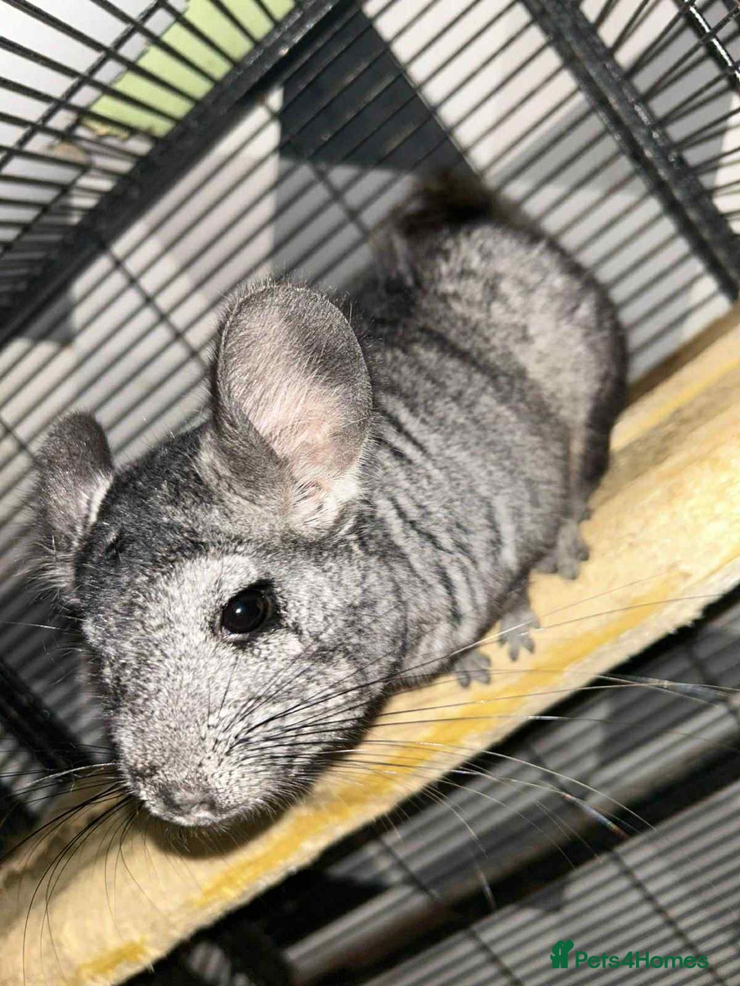 Chinchilla rodents for sale: Stunning little Female Chinchilla £80 - Image 2