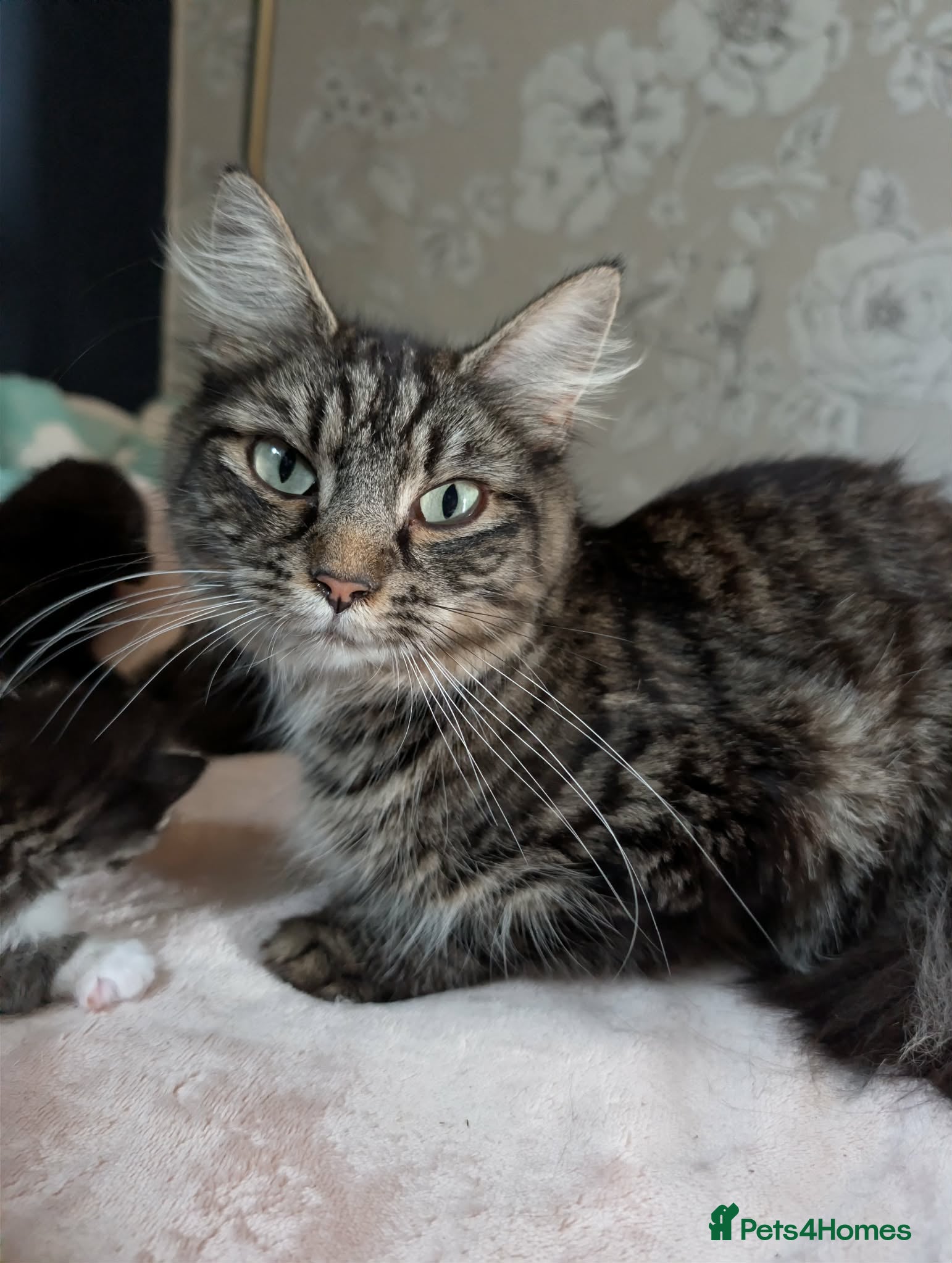 Mixed Breed cats 5 Male and 2 Female Tabbys - Advert 1