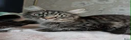 Mixed Breed cats for sale: 5 Male and 2 Female Tabbys - Advert 1