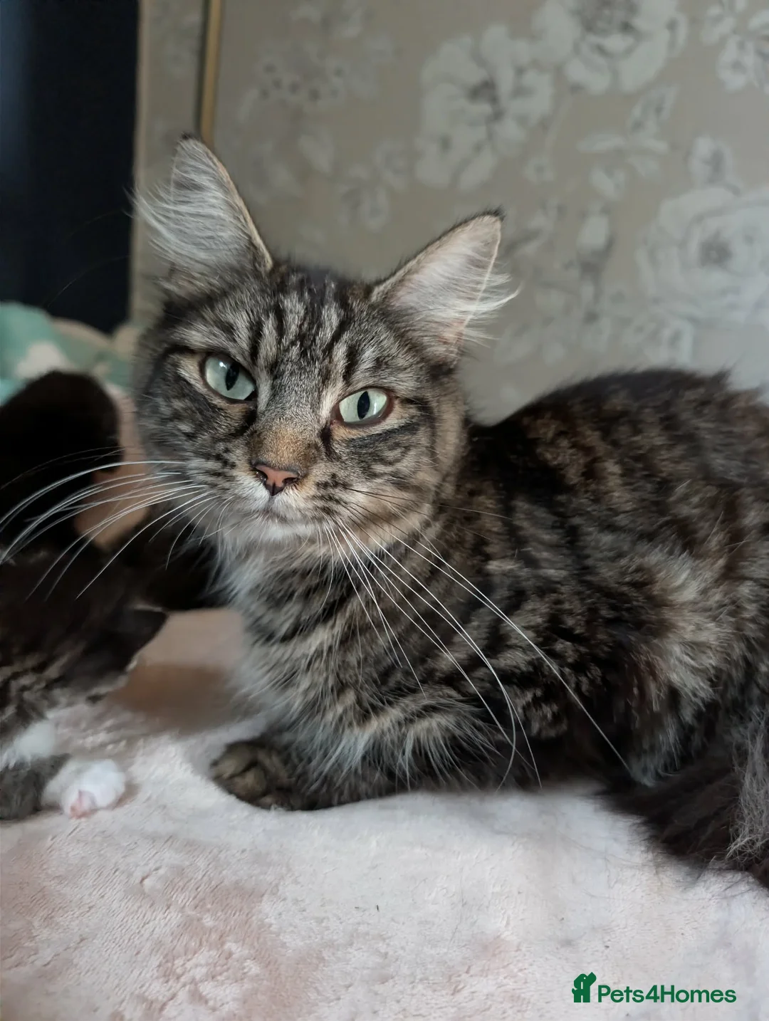 Mixed Breed cats for sale: 5 Male and 2 Female Tabbys - Advert 1