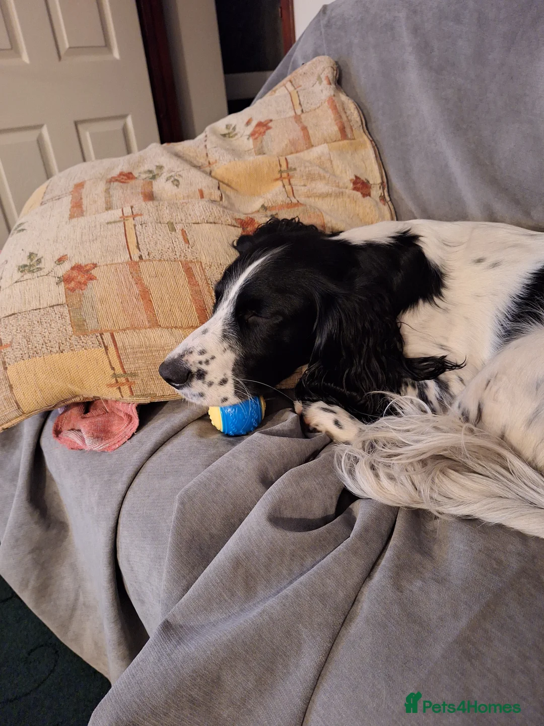 English Springer Spaniel dogs for stud: Beautiful Proven Springer Spaniel for stud. in Abertillery - Advert 14