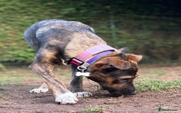 Mixed Breed dogs for sale: 11 month old staffy x Belgian Mali  - Image 1