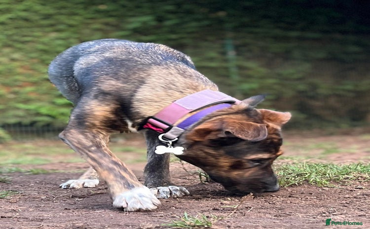Mixed Breed dogs - Advert 2