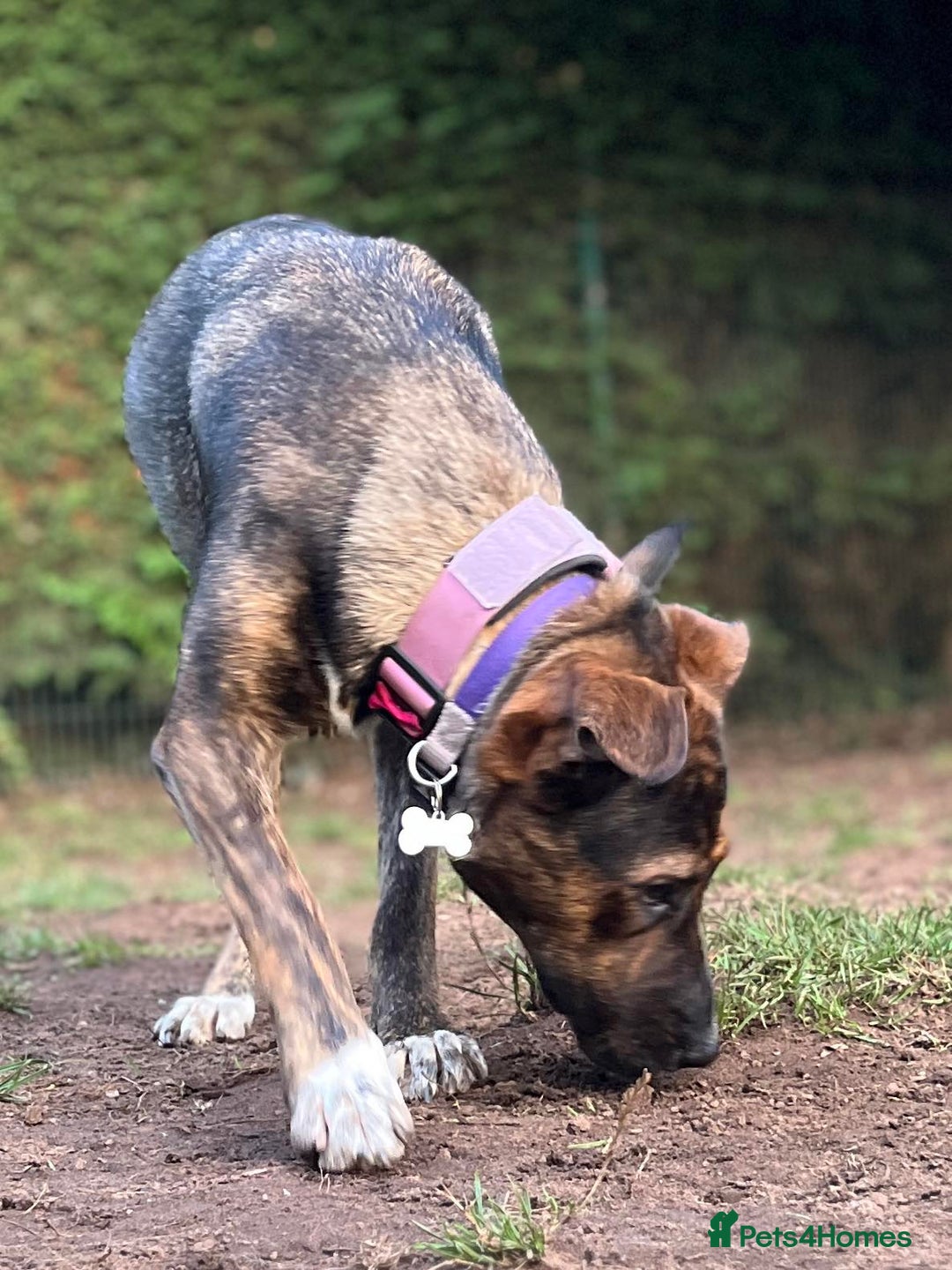 Mixed Breed dogs for sale: 11 month old staffy x Belgian Mali  - Image 1