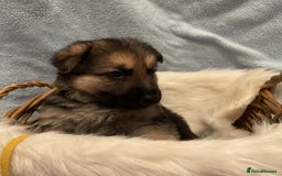 German Shepherd dogs for sale: German Shepard pups - Image 18