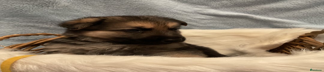 German Shepherd Puppy 6