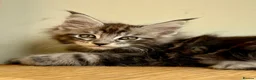Maine Coon cats for sale: Beautiful Maine Coon kittens - Advert 9