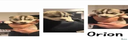 Siberian Husky dogs for sale: Siberian husky puppies  - Advert 4
