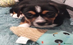 Jack Russell dogs for sale: Stunning jack Russell puppies  - Image 4